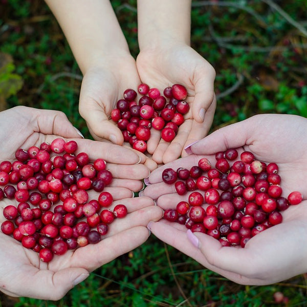 Cranberry Nutrition Bars - Important Cranberry Health Benefits